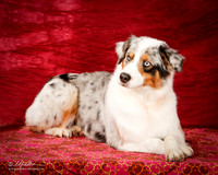 Australian Shepherd Sun Kimberly Cecil Edit
