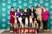 Silken Windhound Total Dogs