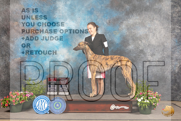 Greyhound #5 Sun BOSOHBOB Judge Michael Canalizo_MJ_0972_SA_2022_HR3