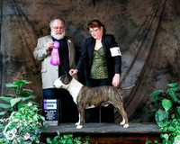 Colored Bull Terrier #9 Fri Winners Dog Tom & Glenna Wright Judge Robert K Thomas