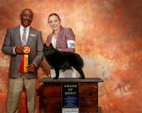 Schipperke #501 Sat S1 AOM Lezlie Hall & Elizabeth Baldwin Judge Michael Loller