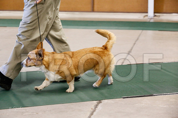 Corgi-5695-NormanNov13-HR