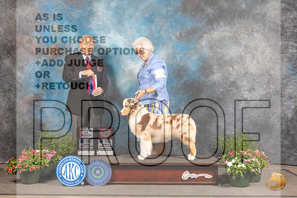Australian Shepherd #18 Sun BOS Judge David Bolus_MJ_1092_SA_2022_HR3