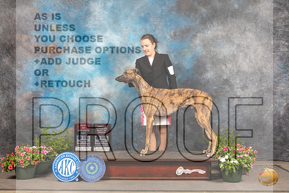 Greyhound #5 Sun BOSOHBOB Judge Michael Canalizo_MJ_0967_SA_2022_HR3