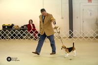 Beagle Sun-3