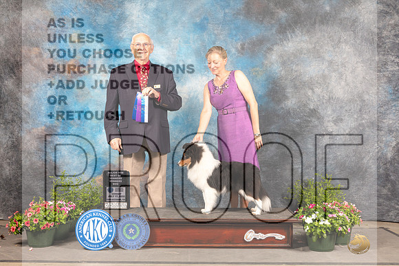 Shetland Sheepdog #17 Sun BOW Judge Robert Shreve-_MJ_1107e-SA2022_HR3