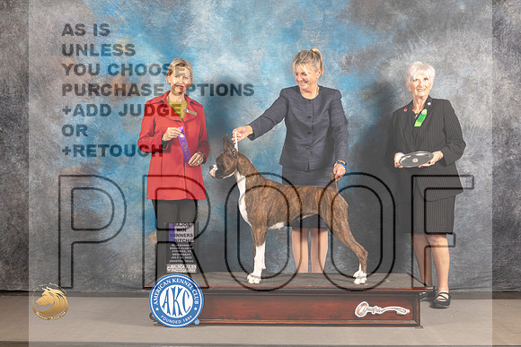 Boxer #72 Wed WB Judge Patricia Sosa_MJ_2867_Houston_2022_HR3