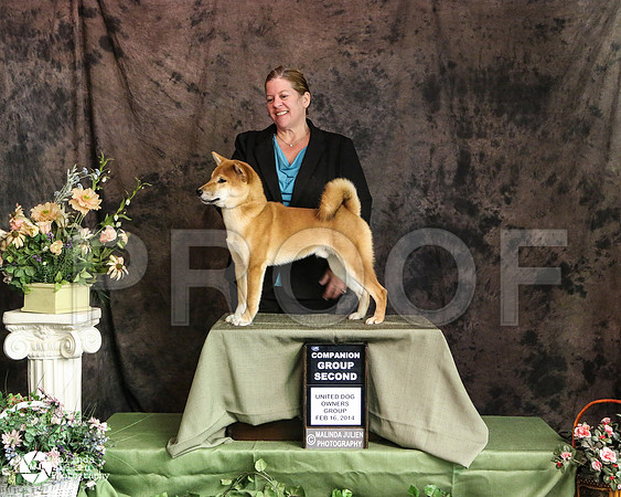 shiba-3458-DntnMar14-HR3
