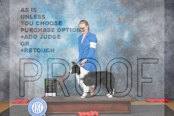 Border Collie #8 Sun OHG2 Judge Ann Catterson__JP_0804_Sulphur Springs_2024_HR3