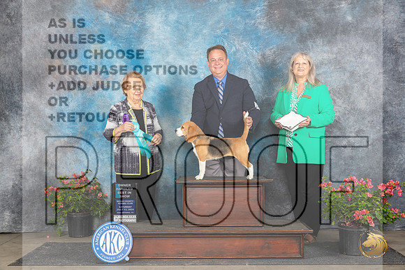 Beagle 13 #9 Sat OHBIS Judge Polly Smith__JP_5605_San Antonio_2024_HR3