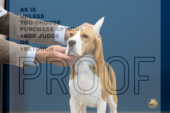 Beagle # Ringside Sat-JJL_3991e_Longview TX 2024-HR3