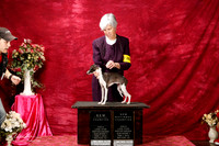 Italian Greyhound Sun S1 New Int'l & Nt'l Ch Susan Brasel