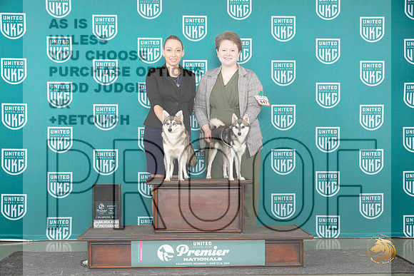 Alaskan Klee Kai #1041 #847 __JP_2811_Premier_2024_HR3