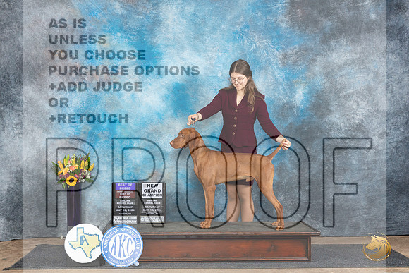 Vizsla #5 Sat BOBOHBOBGCH Judge Sharol Candace Way__JP_9760_Abilene_2024_HR3