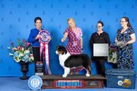 Australian Shepherd #15 THUR BIS Judge Debbie Freeman