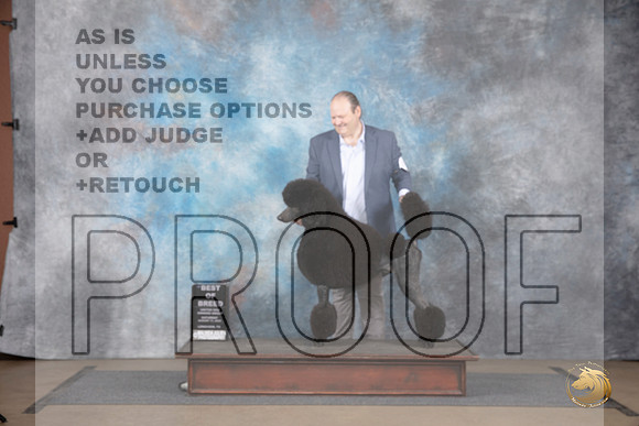 Poodle Standard #222 Sat BOB NCh Judge Chandra Martin__JP_2561_LongviewTX_2024_HR3