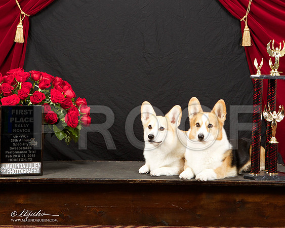 _ST_3390-HstnCorgiFeb2015-HR3