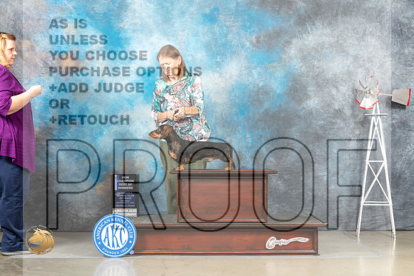 Dachshund Wirehired #9 Sat BOWCh Judge Eric Liebes_MJ_4462_Amarillo_2022_HR3