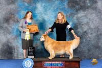 Golden Retriever #30 WED BV Judge Maura Phelan