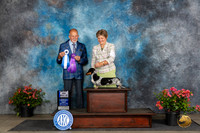 Dachshund Smooth #32 Fri WBBOWM Judge Aubrey Nash