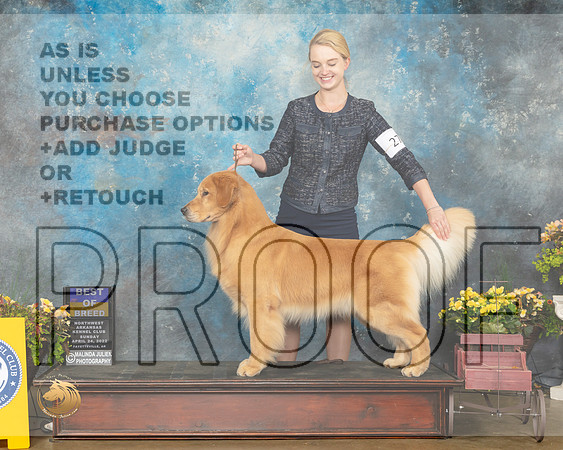 Golden Retriever #27 Sun BOB Judge Laurie Telfair-MMJ_1414-NWARK2022-HR3