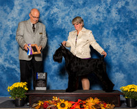 Giant Schnauzers #44 Sun BOW Maj Lachance Donna Ray Judge Mr Gary L Andersen