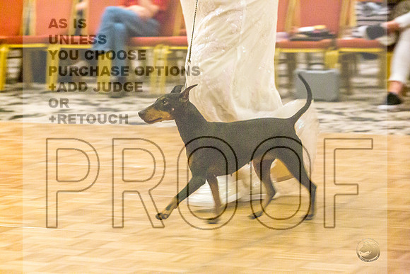 Manchester Terrier MTOY Candids-JJL_2022-Hstn2022_HR3