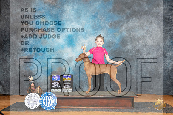 Vizsla #16 Su BOBBOW Judge Karen Hynek__JP_8465_MARSHALL_2024_HR3