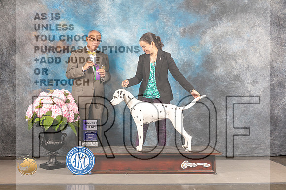 Dalmatian #14 FRI WB Judge Luis Sosa_MJ_5440_Houston_2022_HR3