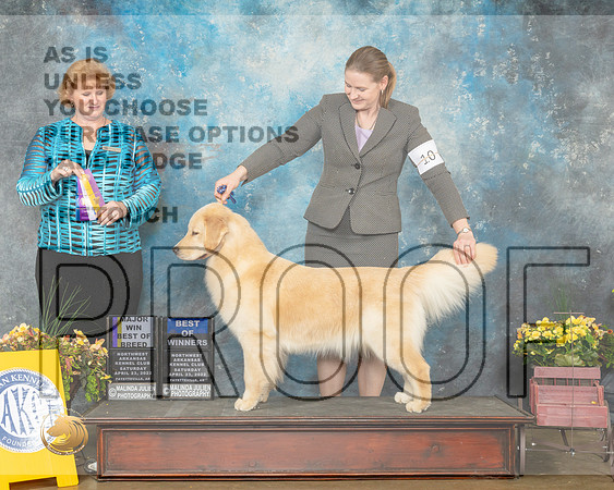 Golden Retriever #10 BOWBOB Judge Betty Nelson-MMJ_0720-NWARK2022-HR3