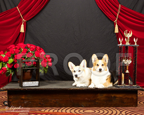 _ST_3383-HstnCorgiBeb2015-HR3