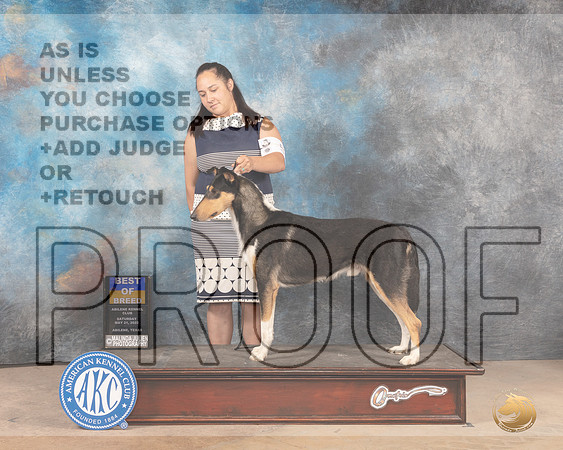 Smooth Collie #5 Sat BOB Judge Pat Trotter-MMJ_3933-Abilene2022-HR3