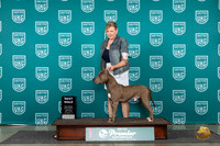 American PIt Bull Terrier #327 Sat BM Judge Carianna Glenn