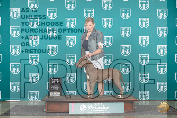 American PIt Bull Terrier #327 Sat BM Judge Carianna Glenn__JP_1997_Premier_2024_HR3
