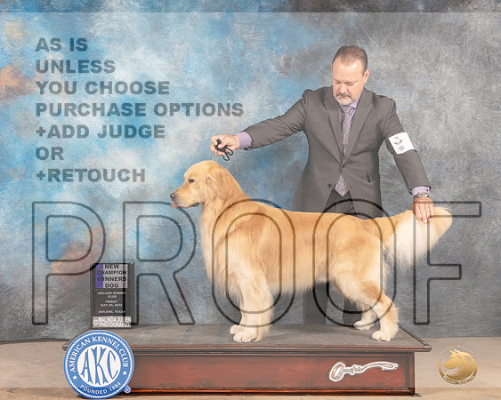 Golden Retriever #9 Fri WDCh Judge Peggy McIllwaine r-MMJ_4034-Abilene2022-HR3