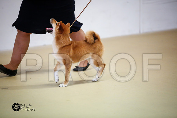 shib-9103-HtoJan14-HR