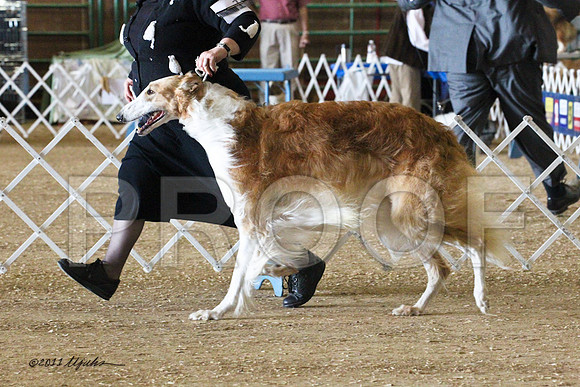 Borzoi-5528
