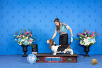 Basset Hound #5 FRI RBIS Judge Ann Yuhasz