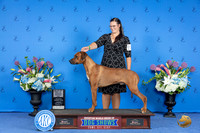 Rhodesian Ridgeback #15 THUR WD BOW M Judge Debbie Freeman