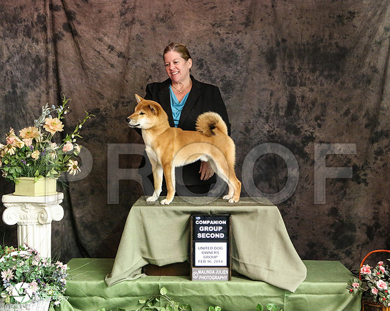 shiba-3444-DntnMar14-HR3