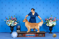 Golden Retriever #12 SUN AB1 Judge Sandra Lex