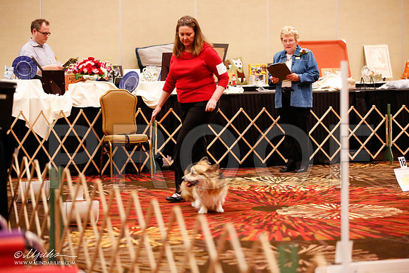 _JJ_7369-HstnCorgiFeb2015-HR3