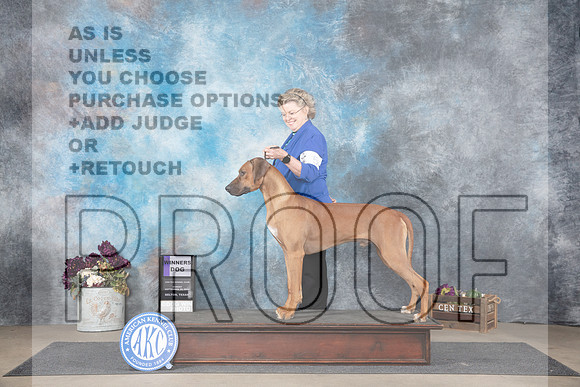 Rhodesian Ridgeback #5 Sun WD Judge Sulie Greendale-Paveza__JP_7738_Belton_2024_HR3