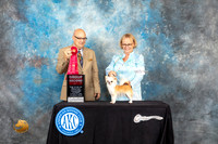 Chihuahua Long Coat #8 Sat G2 Judge Bradley Jenkins