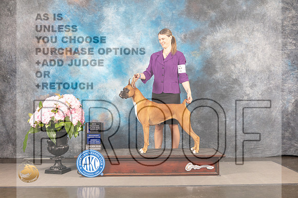 Boxer #42 SUN BOW NCH Major Judge John Wade_MJ_8176_Houston_2022_HR3