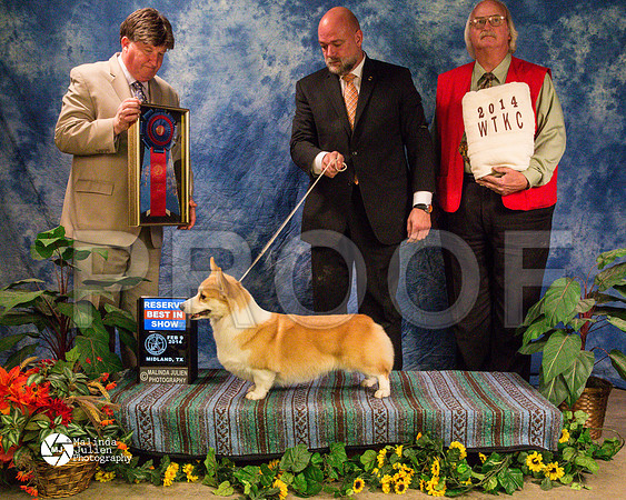corgiPW-9452-MidFeb14-HR
