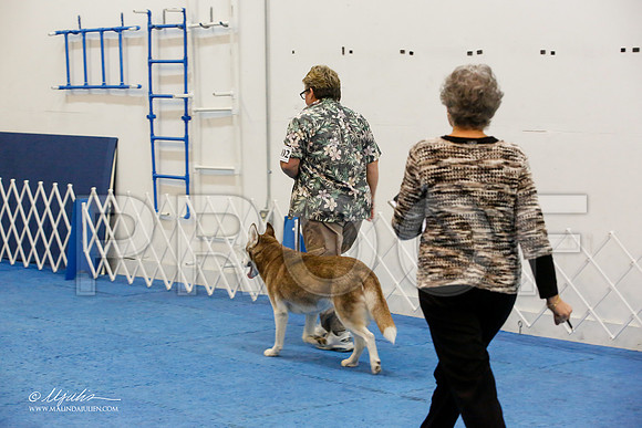 _M3_7831-AddisonHuskyMar2015-HR3
