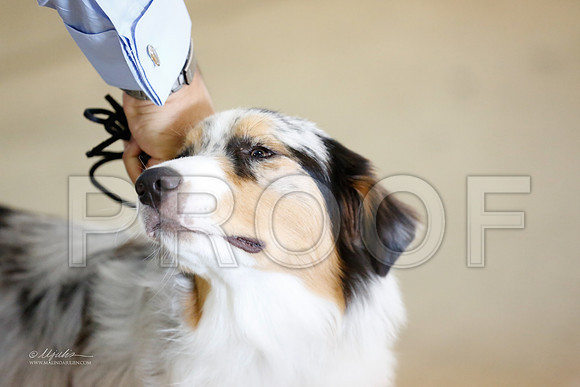 Aus-3721-CntnOct13-HR