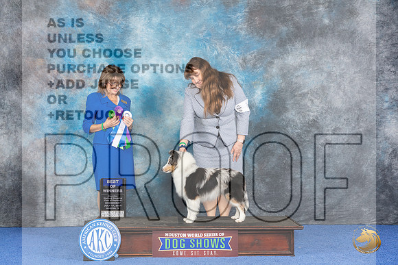 Shetland Sheepdog #7 WED BW Judge Sheryl Kendrick__JP_7044_Houston_2024_HR3