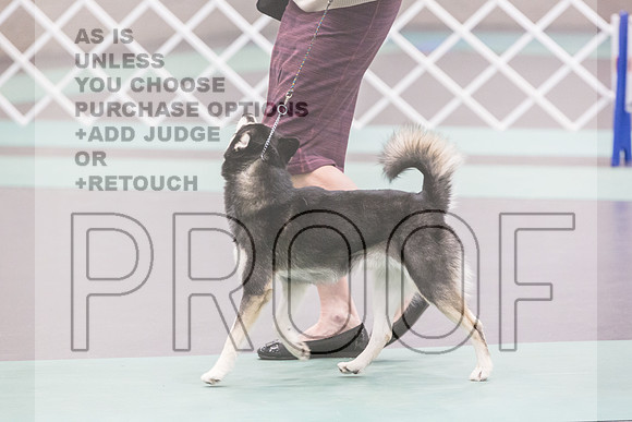 Alaskan Klee Kai Rings Sat 2_JJL_9047_UKCLNGVIEWOCT2024_2024_HR3